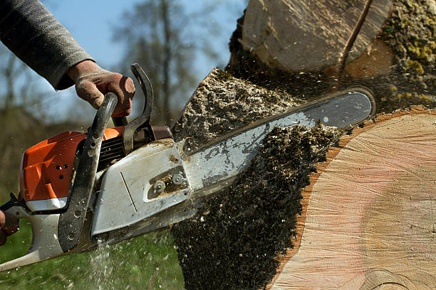 Residential Tree Removal in Antioch, CA